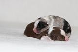 BERGER AUSTRALIEN PUPPIES 900